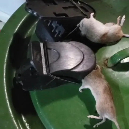 🇵🇹 Armadilha para ratos Trapper T-Rex