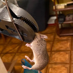 🇵🇹 Armadilha para ratos Trapper T-Rex