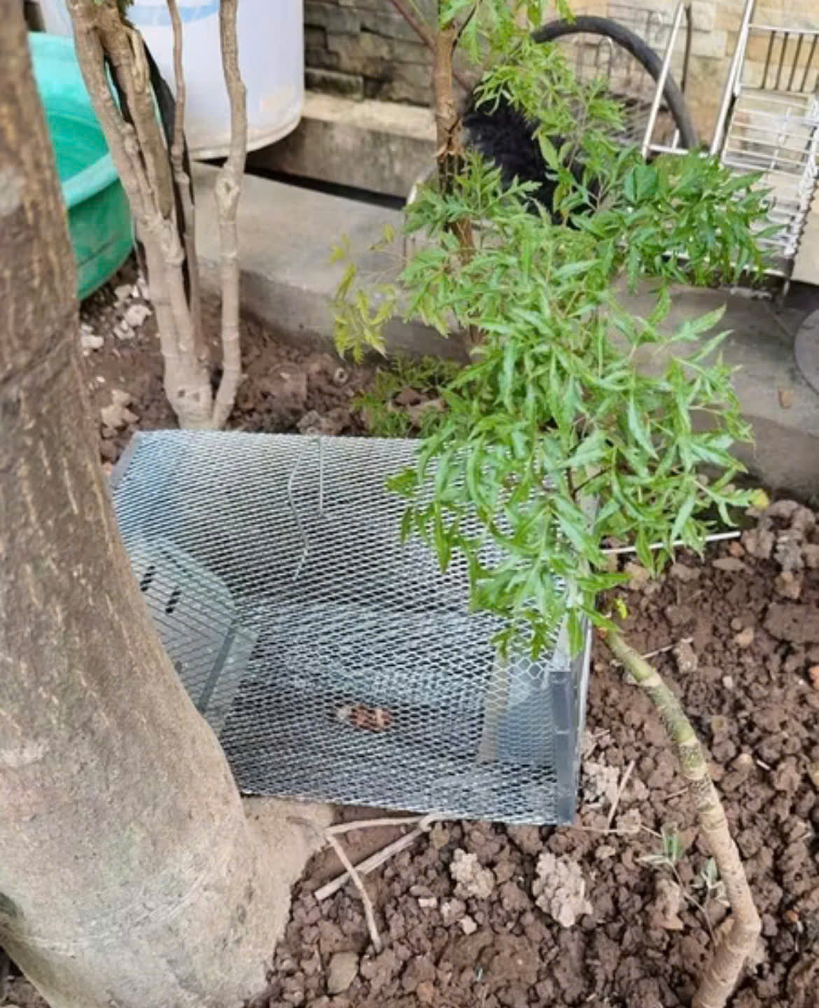🐭 BestSeller™ - Gaiola Armadilha Humana Para Ratos, Ratinhos E Esquilos Vivos