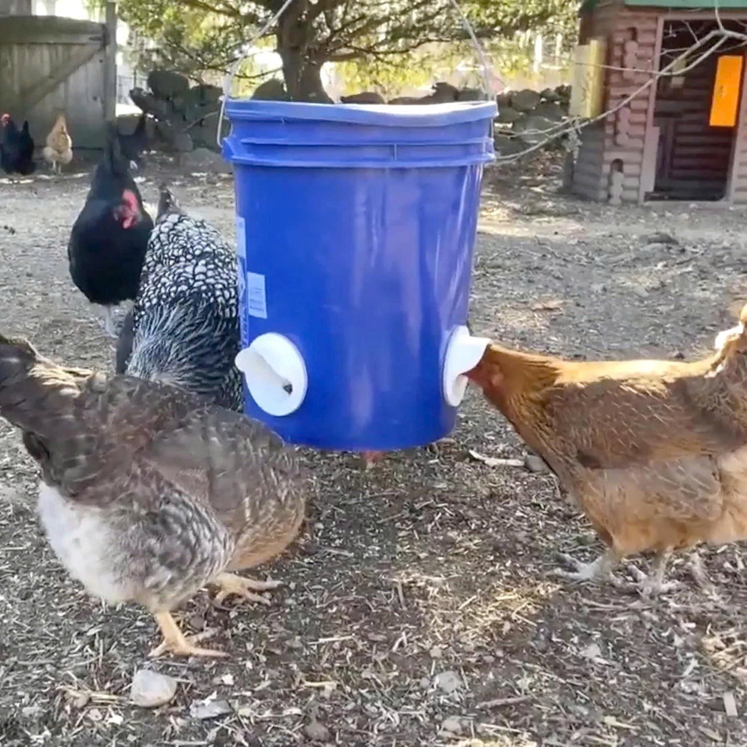 🐓 Kit Alimentador Para Aves De Capoeira